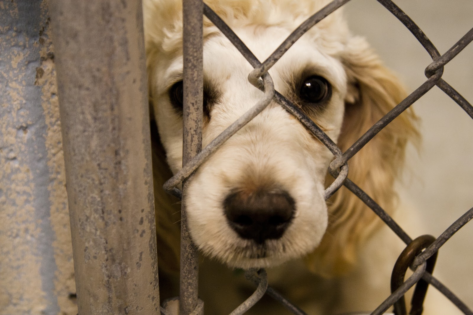 Senado decide, animal não é coisa