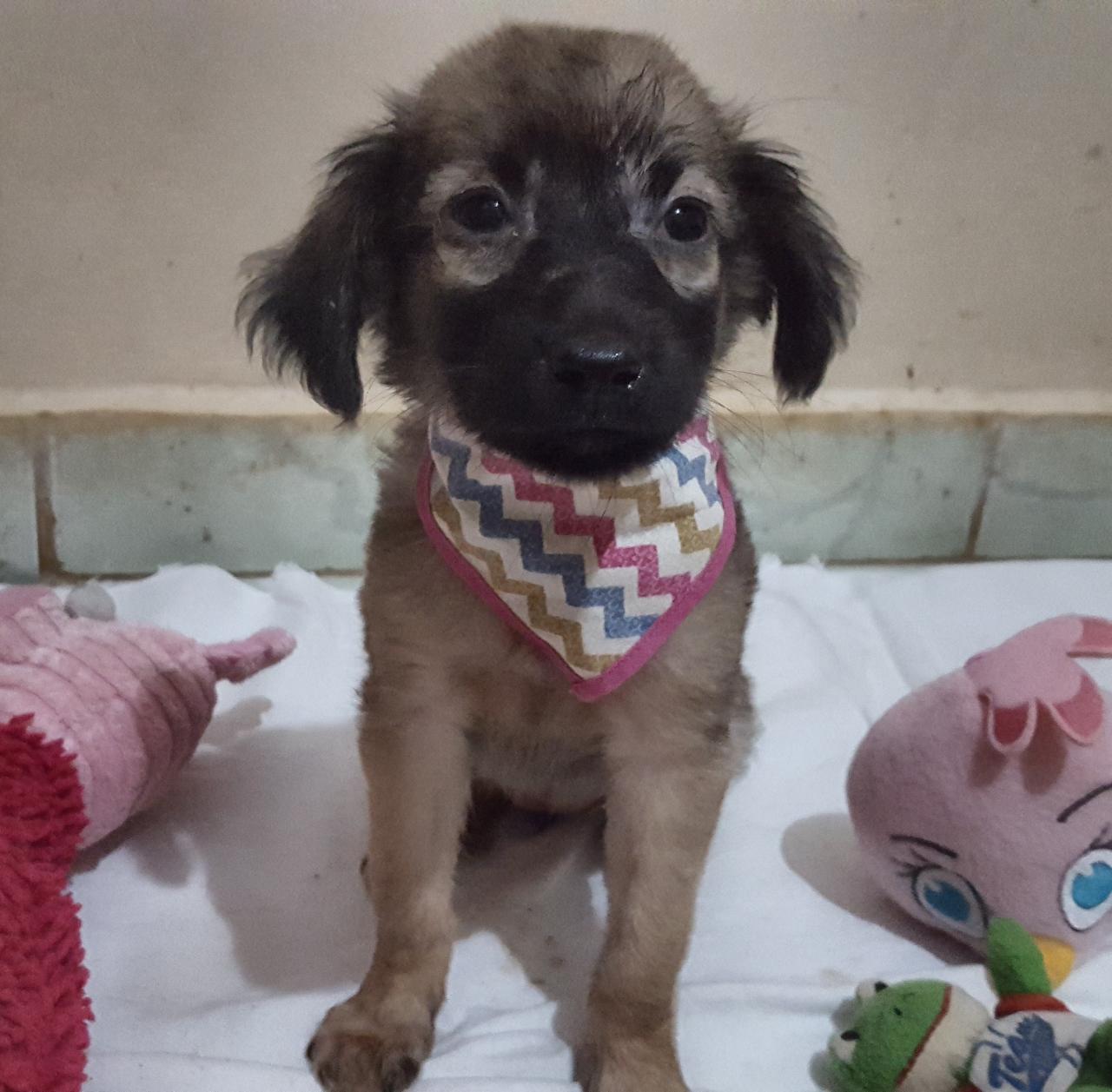 Passeio das Águas promove 14º Festival de Adoção de cães e gatos
