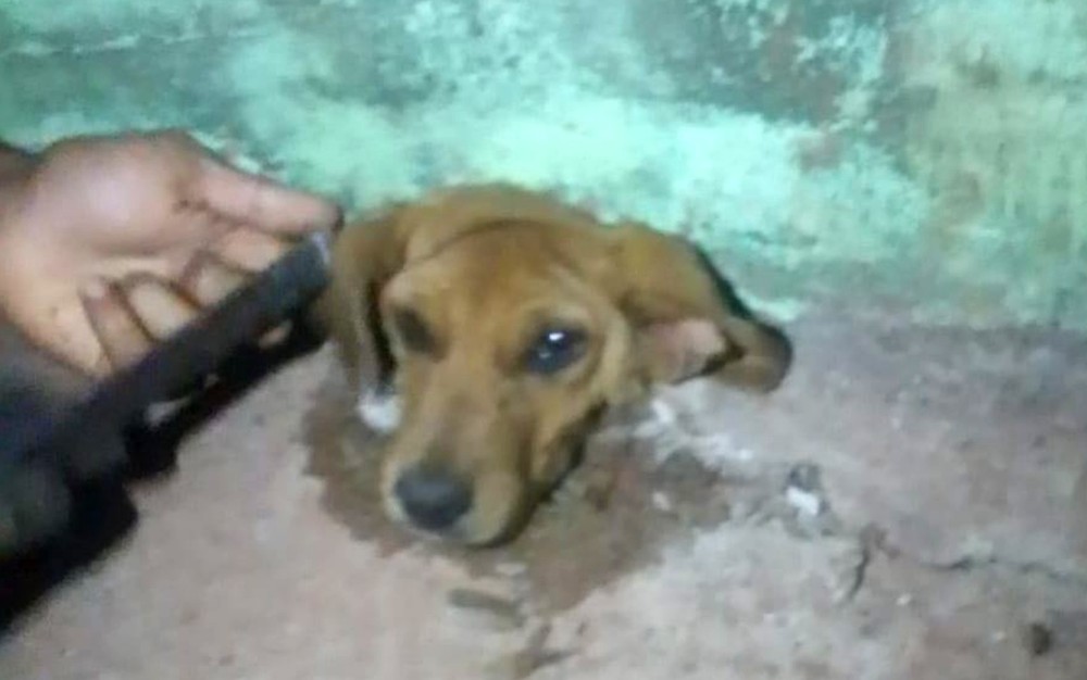 Bombeiros resgatam cachorro que ficou preso dentro de cano