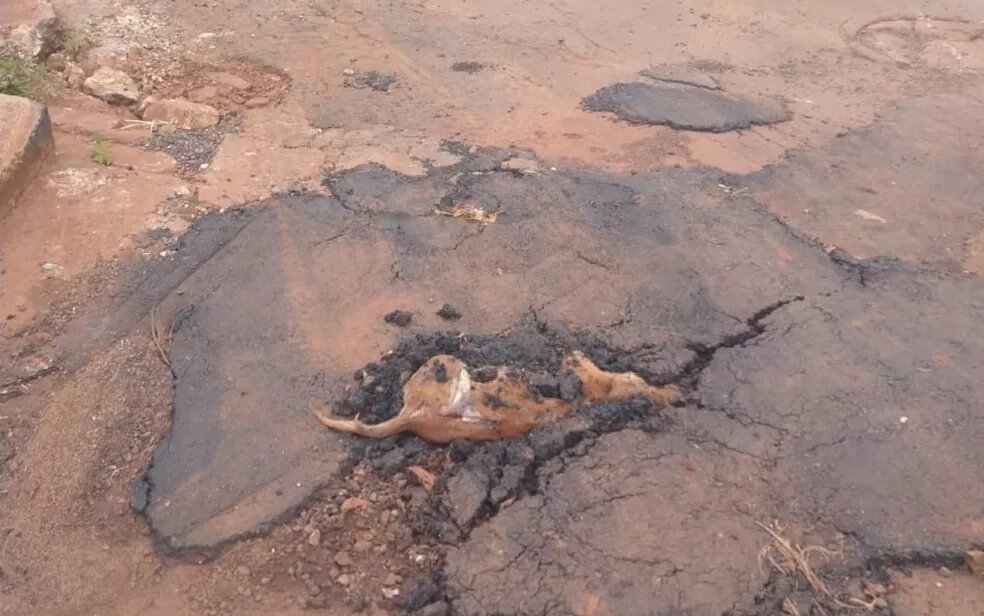 Moradores denunciam que taparam buraco no asfalto com cachorro dentro