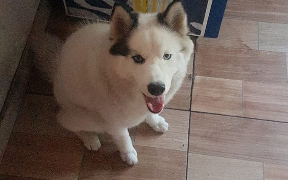 Mulher é presa suspeita de cobrar R$ 1,3 mil para devolver cachorro furtado aos vizinhos