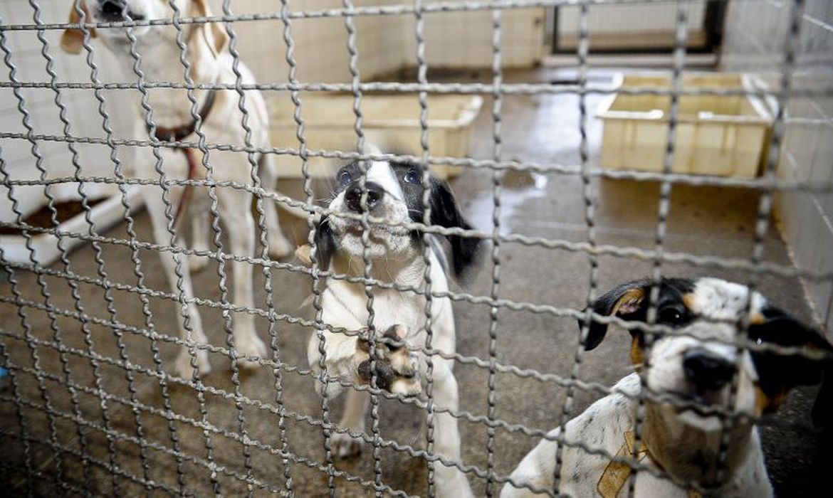 Veterinários alertam sobre as consequências dos maus-tratos e abandono contra os animais
