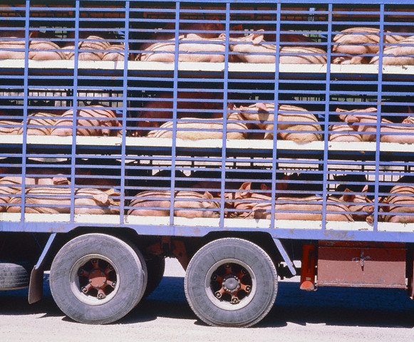 Mais de 1 bilhão de animais podem morrer, alerta entidade