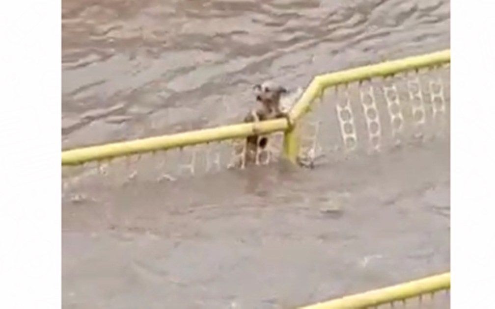 Cachorro tenta se salvar durante enxurrada
