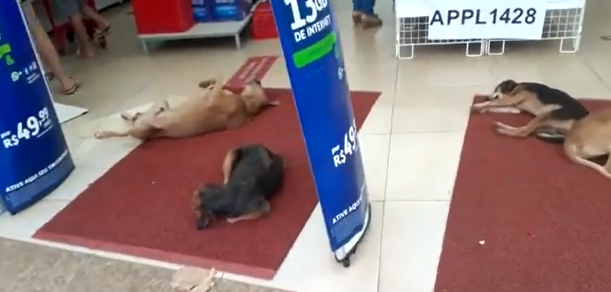 Para fugir do calor cachorros de rua aproveitam ar-condicionado de loja, em Valparaíso de Goiás
