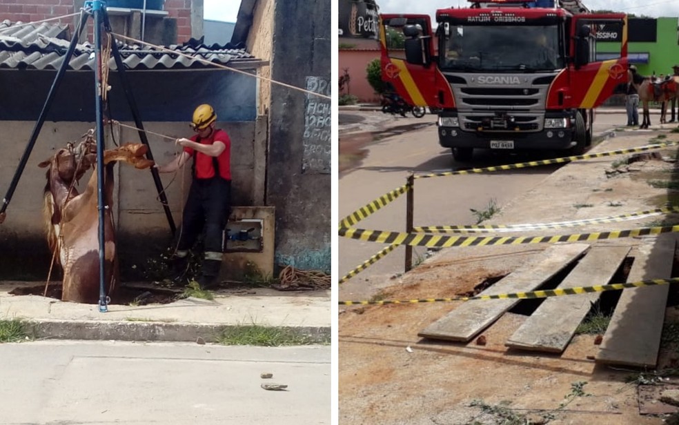 Cavalo é resgatado após cair em uma fossa, em Anápolis