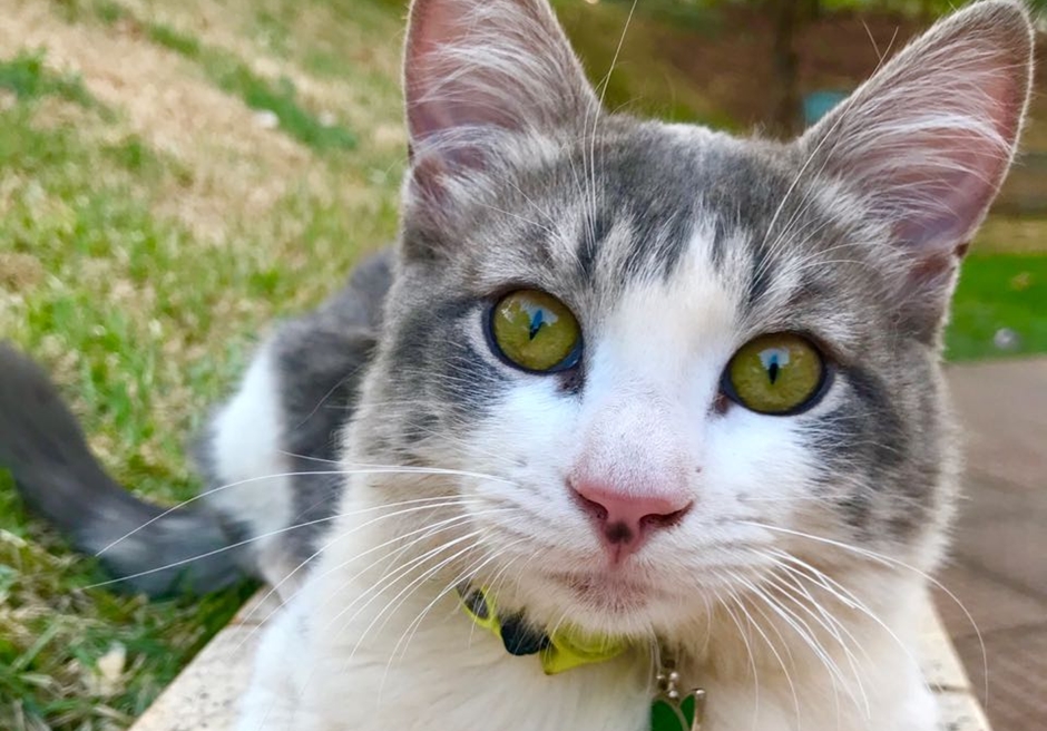 Gato atingido por chumbinho é operado e recebe alta em Goiânia