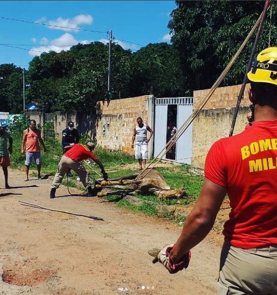 Cavalo é resgatado por Corpo de Bombeiros em Novo Gama-GO