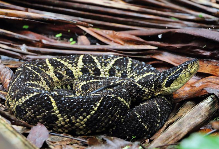 Veneno de cobra brasileira pode reduzir vírus da Covid-19 em 75%