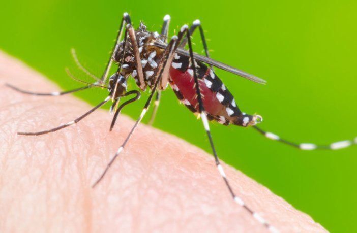 Índice de infestação do Aedes é reduzido em 73% em Goiás