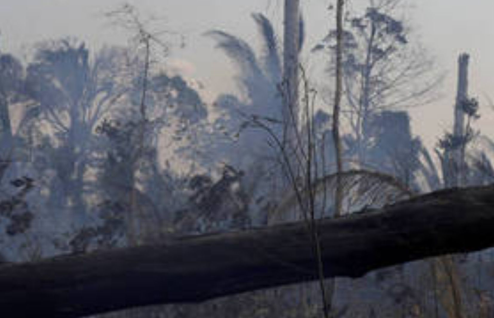 Lei que reduziu 219 mil hectares de florestas protegidas em RO vai a julgamento