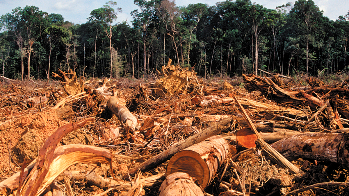 Líderes globais se reúnem na COP26 e prometem acabar com desmatamento até 2030