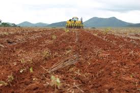 Agrodefesa autoriza antecipação do plantio de soja da safra de verão para 25 de setembro