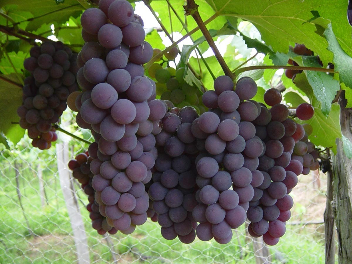 Produção de uva cresce 13,5% em Goiás