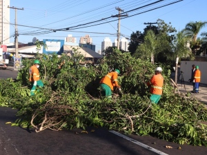 Prefeitura de Goiânia fará retirada de mais de 70 jamelões neste final de semana