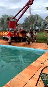 Bombeiro resgatam vaca que caiu em piscina