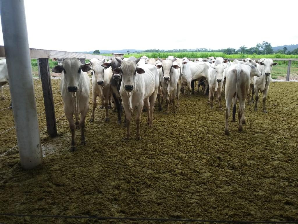 Pó de rocha é utilizado em confinamento e transforma dejetos em fertilizante natural 