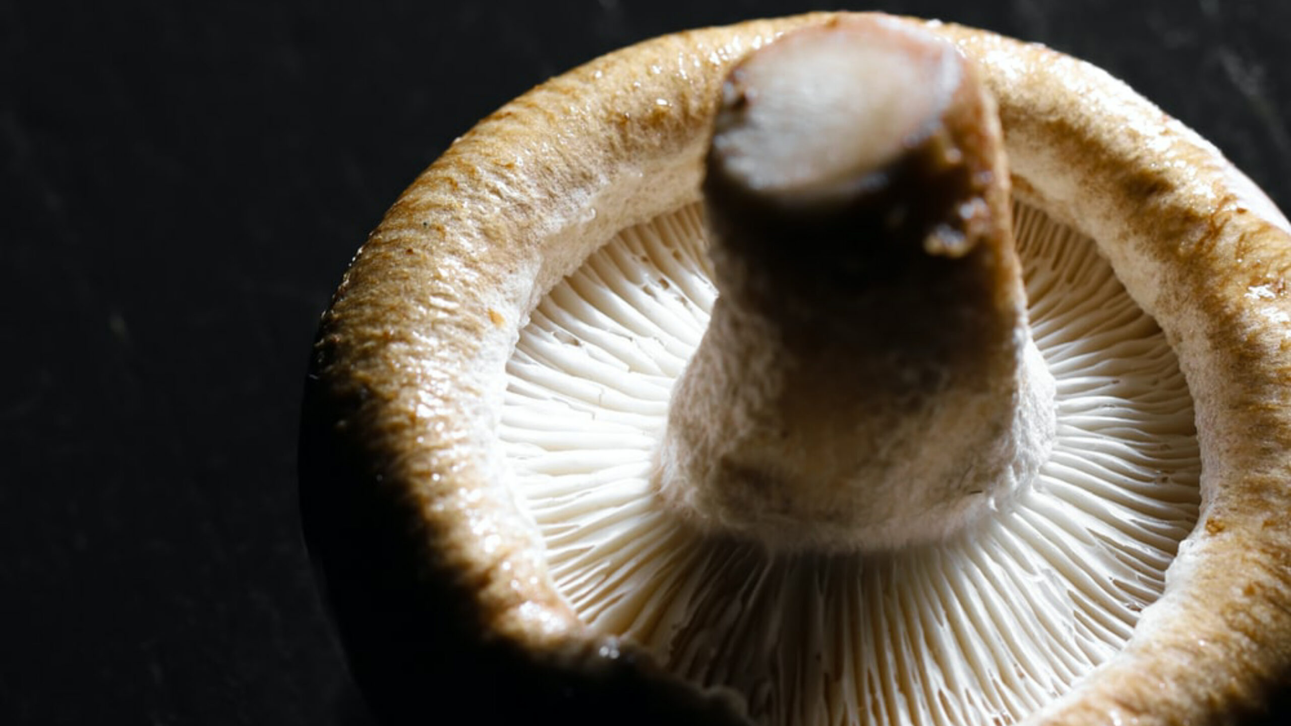 Crianças refugiadas afegãs comem cogumelos venenosos e morrem
