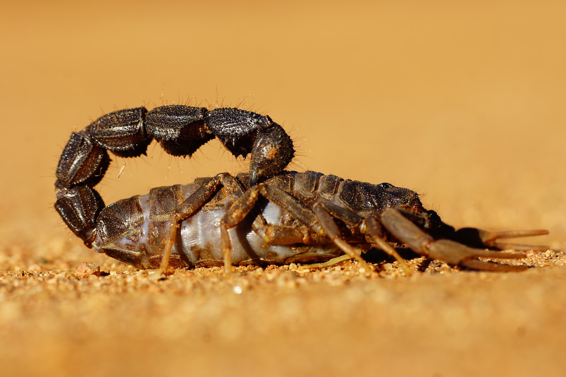 Criança é picada por escorpião e internada, em Anápolis