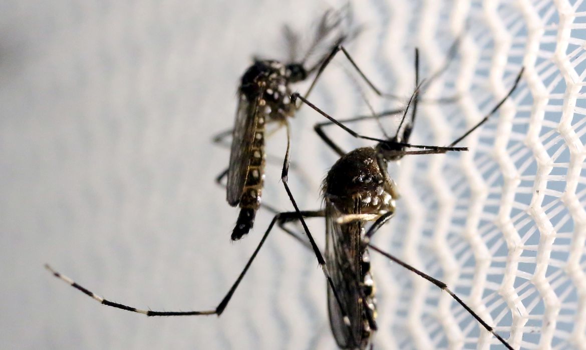 Dengue se espalha e pressiona serviços de saúde em cinco Estados
