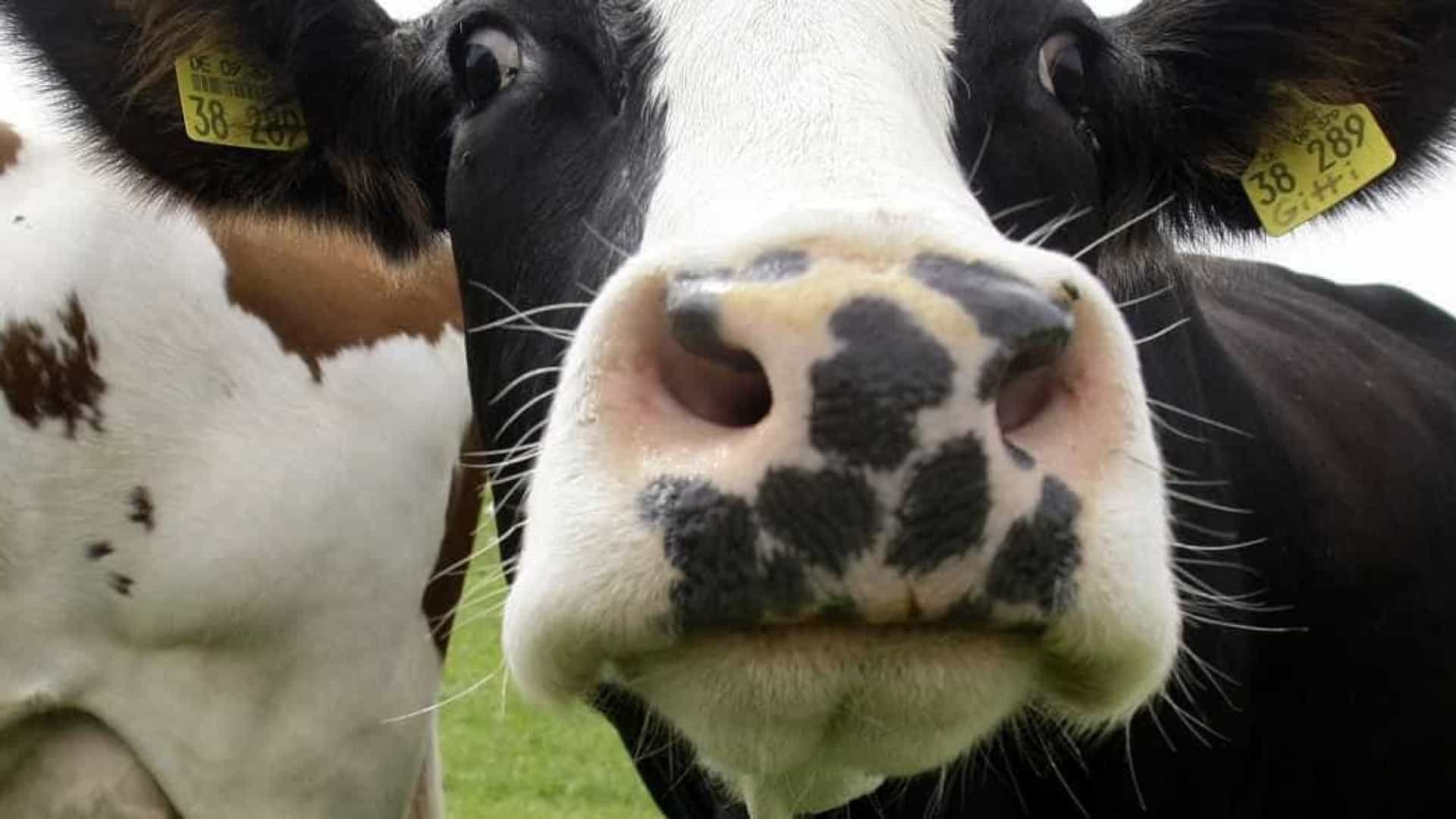 Autoridades brasileiras identificaram caso de 'vaca louca' atípica em MG