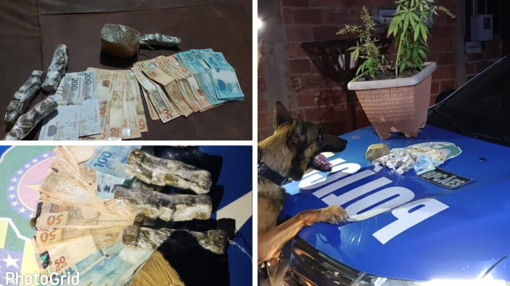 Cão farejador encontra drogas em lote baldio