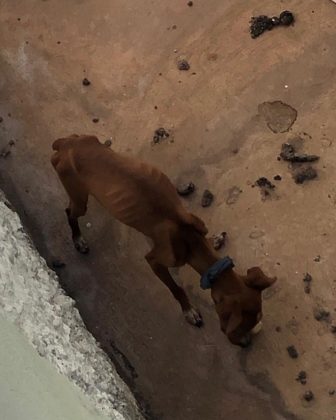 Cachorro em situação de maus-tratos é resgatado, em Formosa