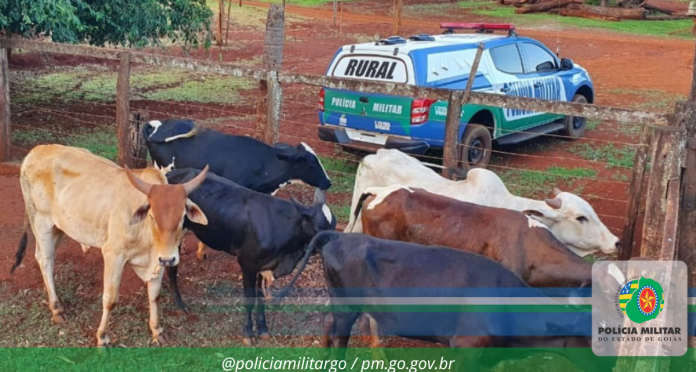 Gado furtado em Itumbiara é recuperado