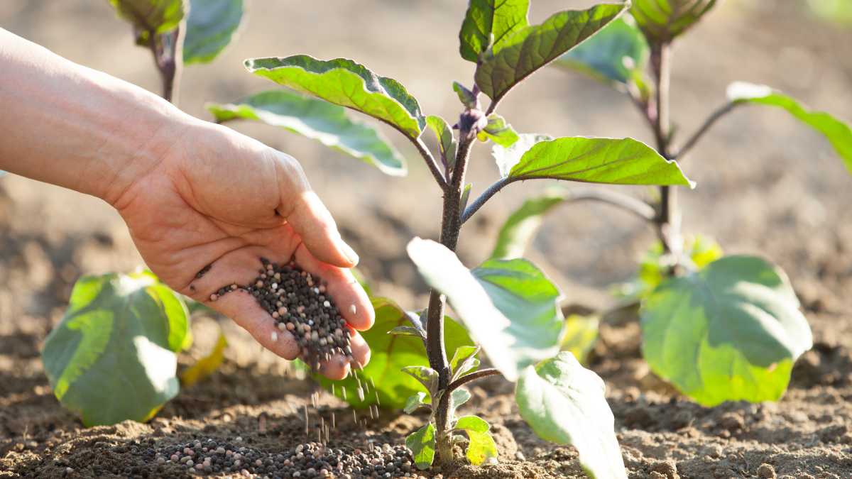Qual o tipo correto de fertilizante agrícola escolher?