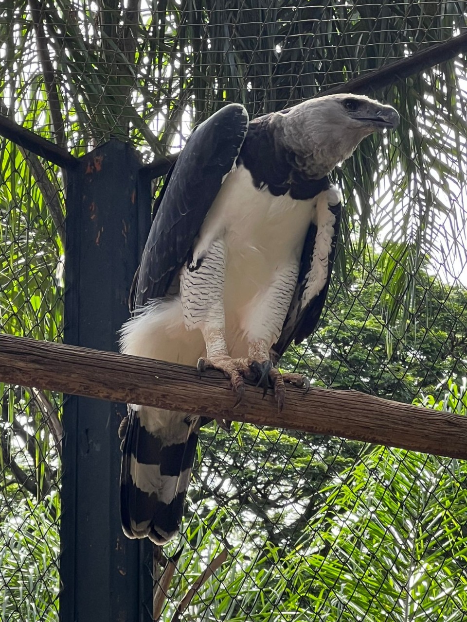 Zoológico recebe ave Harpia macho