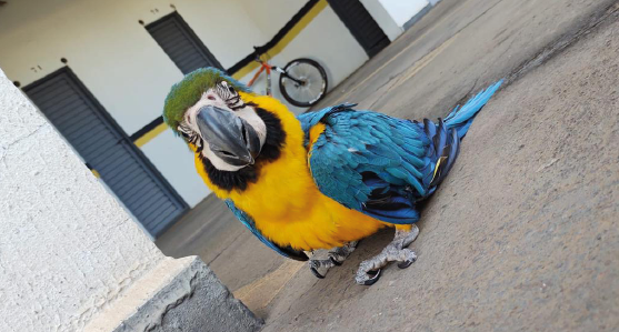455 animais silvestres  foram resgatados em Goiânia