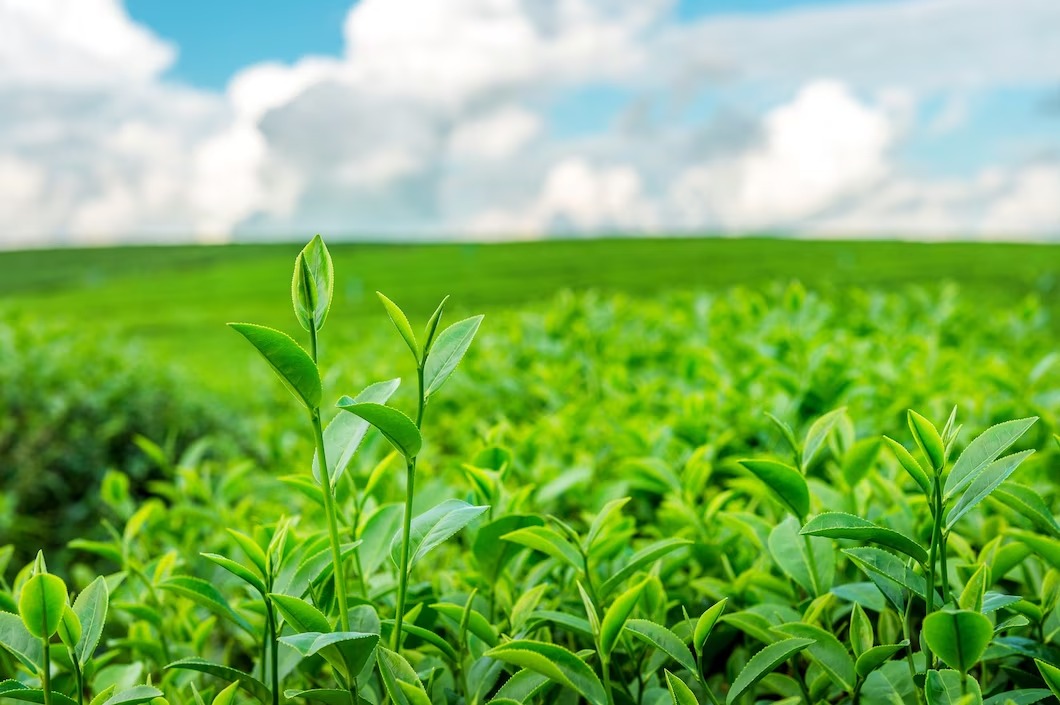 10 Motivos para Usar Adubos Foliares na Plantação