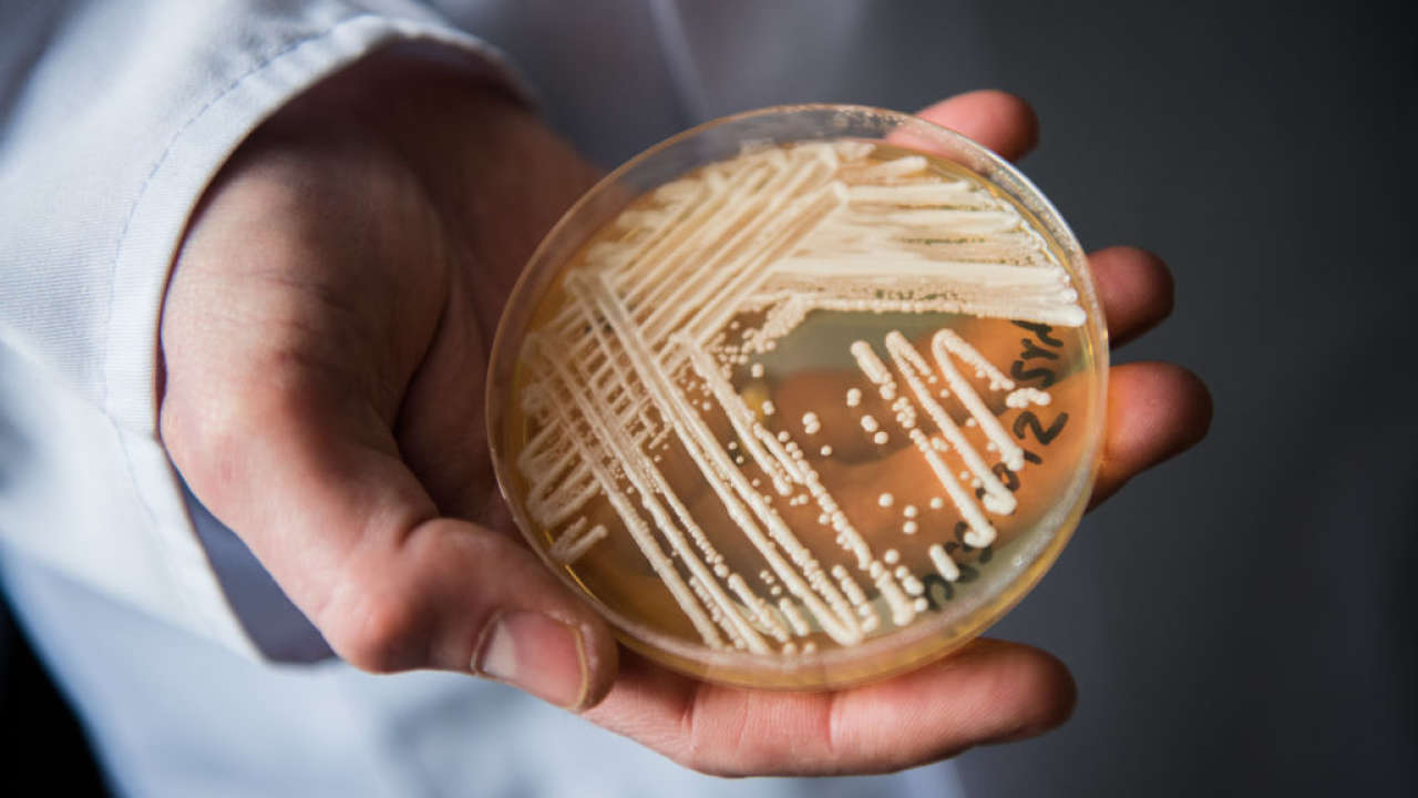 Casos de infecção por fungo perigoso triplicaram nos EUA em três anos, diz estudo