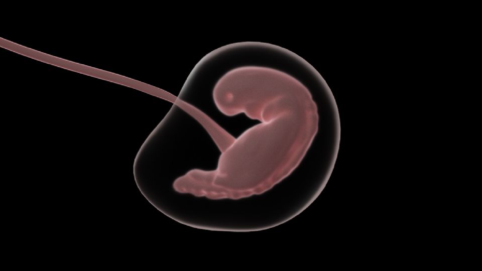 Cientistas anunciam criação de primeiro embrião humano sintético sem óvulos e espermatozoide
