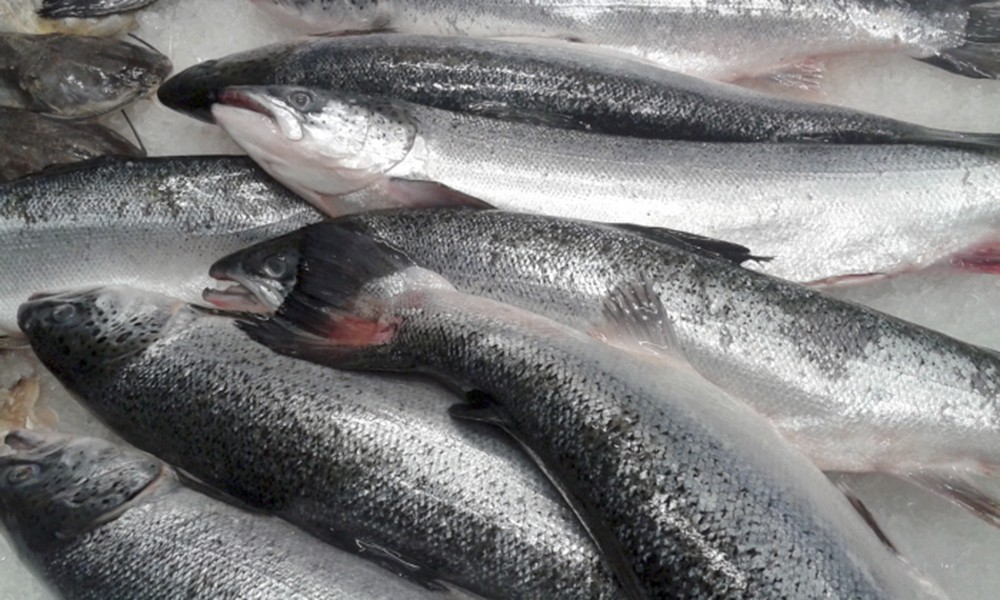 União Europeia suspende importação de pescado do Brasil