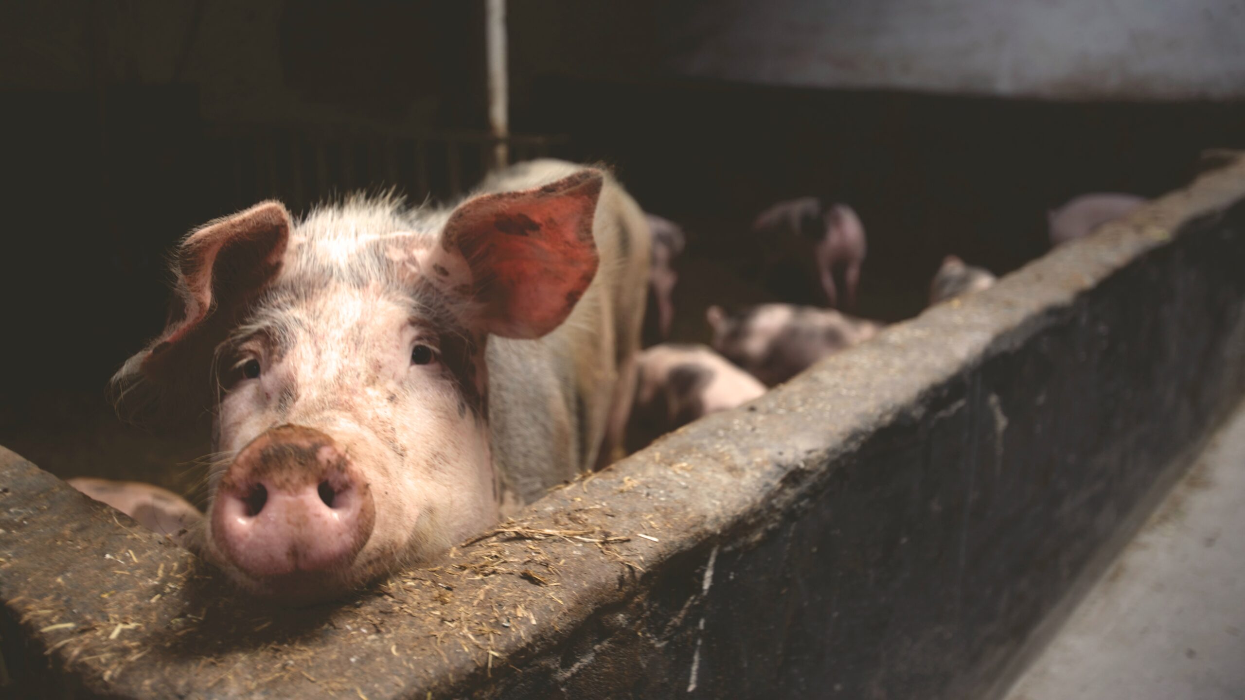 Em janeiro as exportações de carne suína seguem recuo no preço pago pela tonelada da proteína brasileira