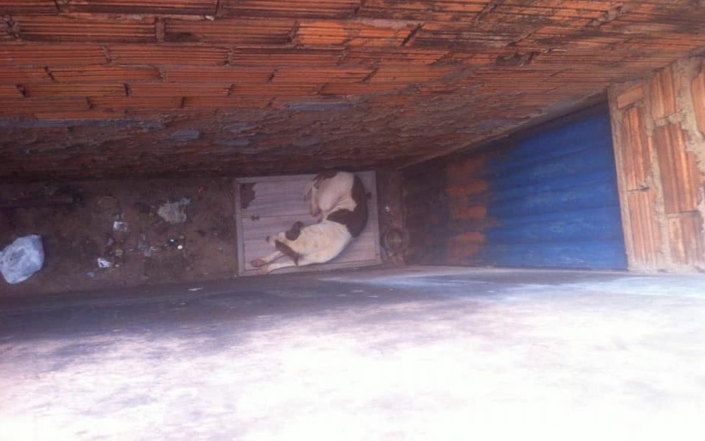 Policiais resgatam pit bull vítima de maus-tratos em Jataí