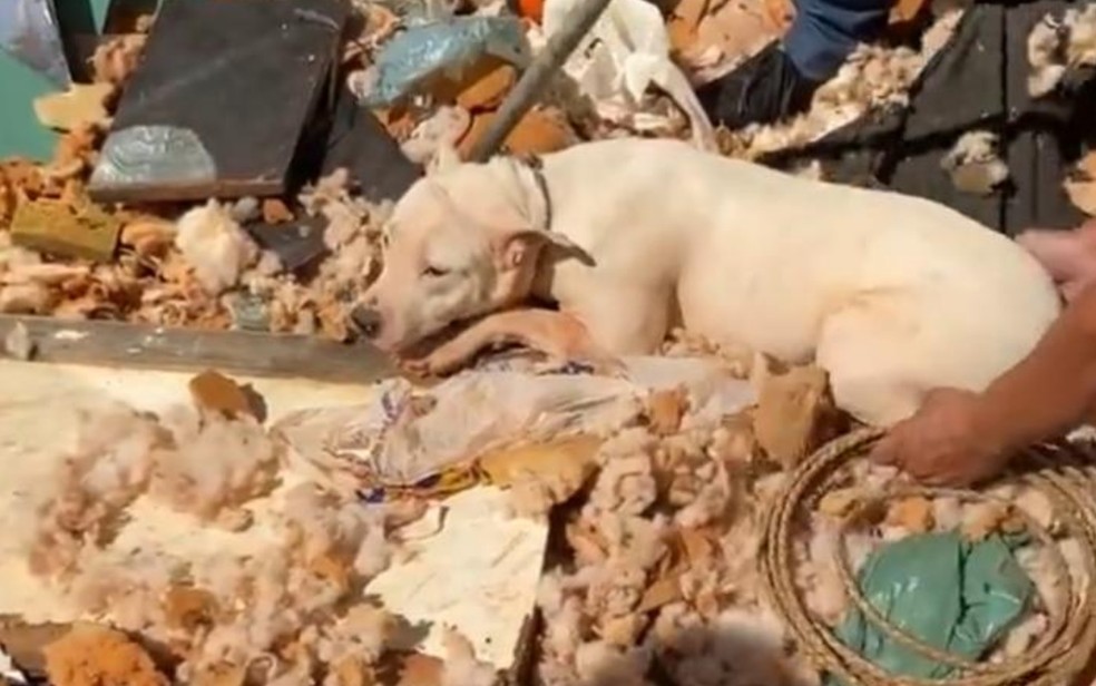 ONGs de Goiânia resgatam cães, gatos e peixe trancados em casa desocupada