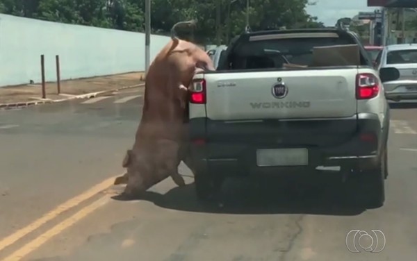Porco pula de carroceria para tentar fugir, mas fica preso pela pata, em Jataí