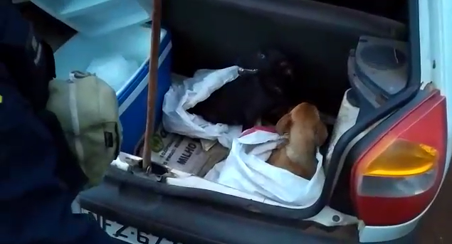 Jataí: suspeitos de maus-tratos a animais são presos