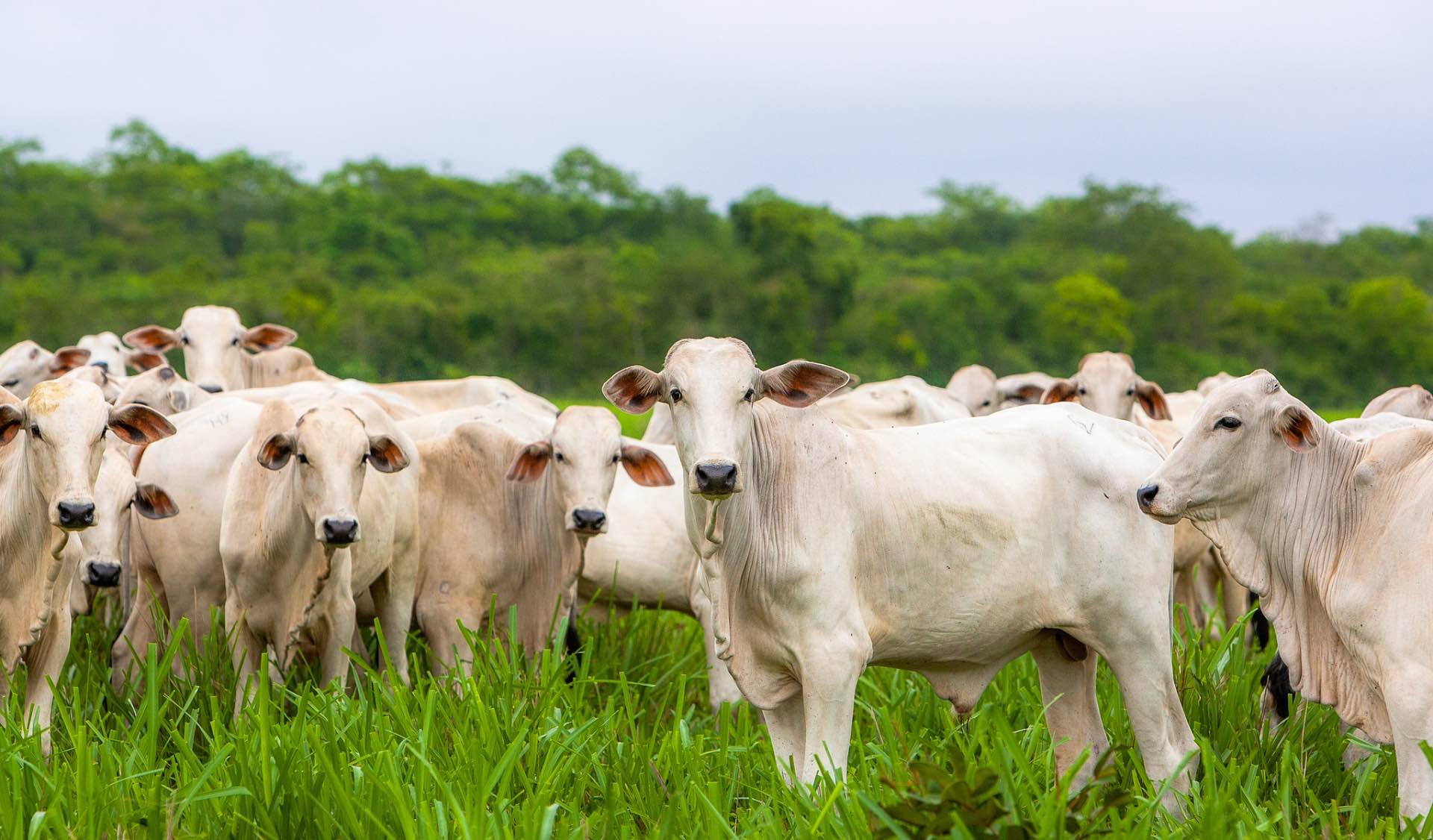 IBGE aponta caminhos da agropecuária goiana