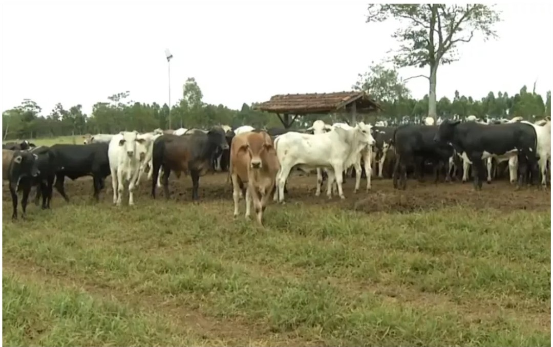 Pecuarista é preso suspeito de comprar gado com cheques sem fundo em Goiás