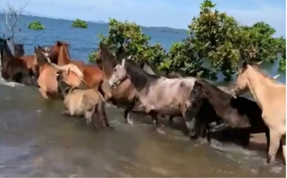 Operação resgata quase 40 cavalos no Lago Serra da Mesa, em Niquelândia