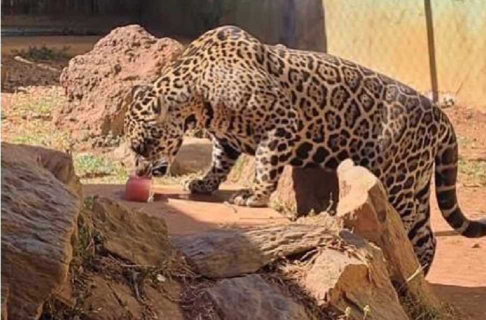 Animais do Zoológico recebem picolés para suportar onda de calor em Goiânia