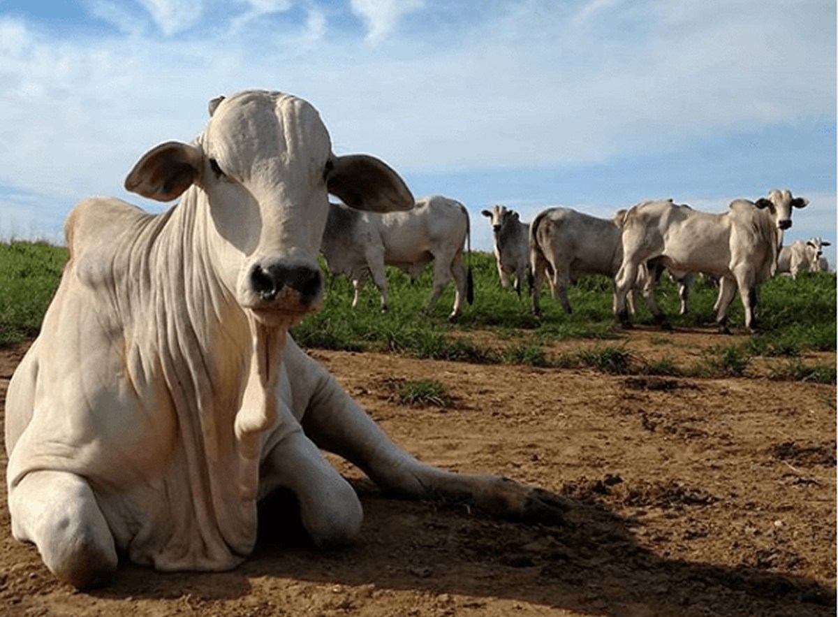 'Vaca louca': setor aguarda informações da Agricultura para tomar providências