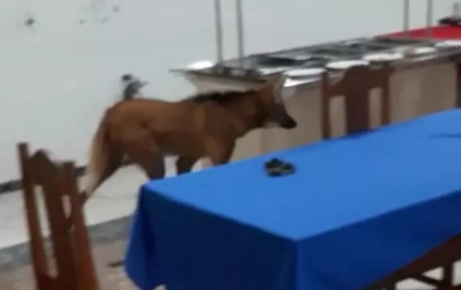 Animal silvestre invadiu refeitório do Exército em Jataí