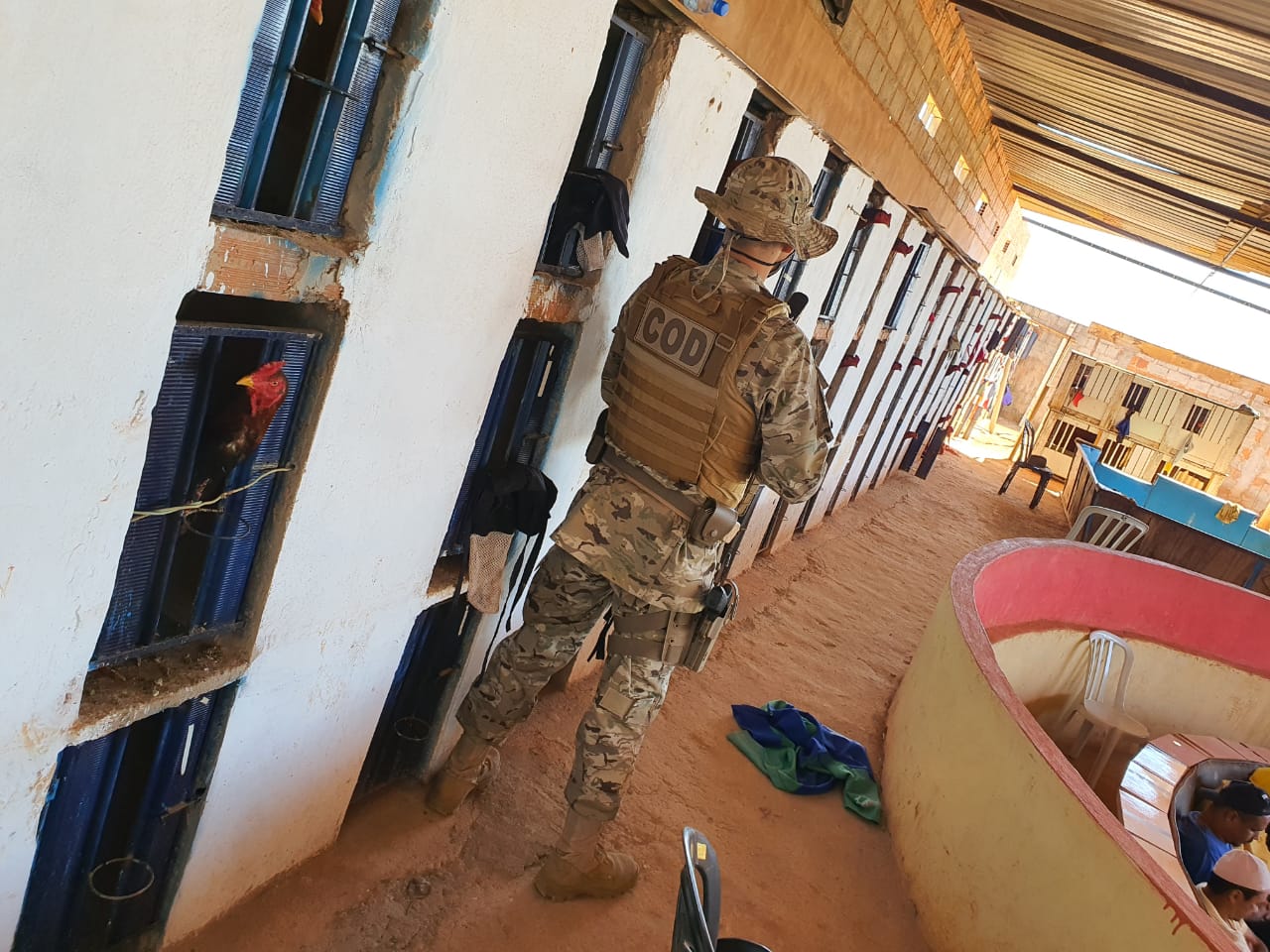 Polícia prende 20 pessoas durante rinha de galo em Planaltina