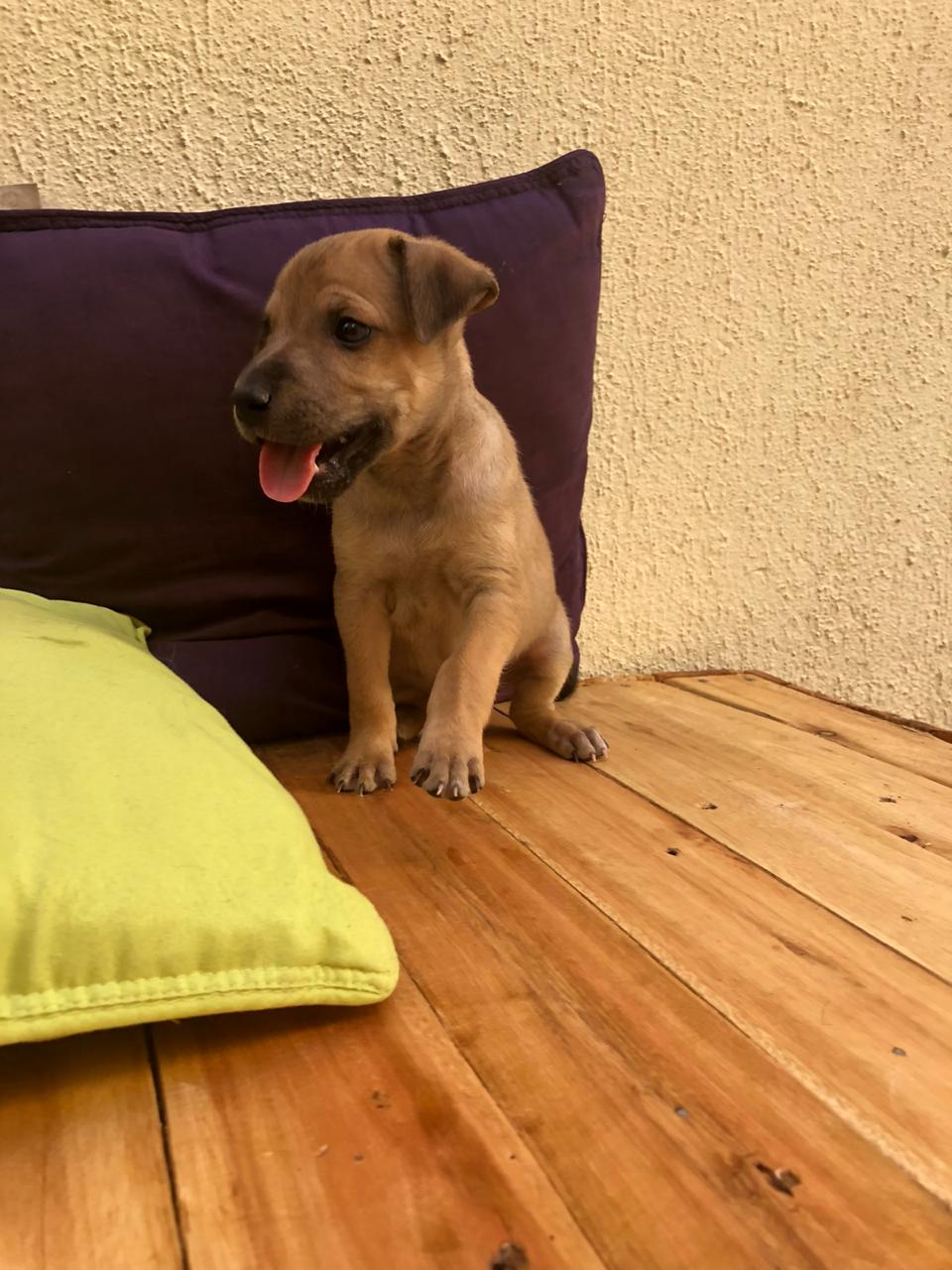 Em tempos de pandemia, adoção de animais deve ser bem avaliada