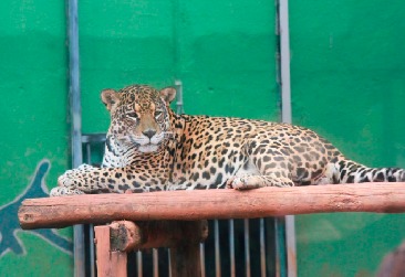 Zoológico de Goiânia abrirá no feriado