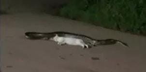 Gato é devorado por sucuri-verde no meio da rua